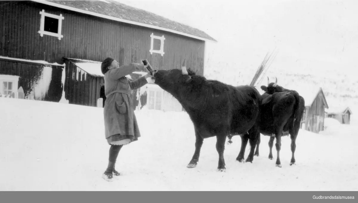 Frå Grotli Fjellstue. Maria Storåen (f. 1885) gjev ein okse drikke av ei flaske