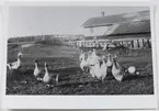 Svart-vit fotografi på mjölnare Svahns gäss, kvarnen i bakgrunden.