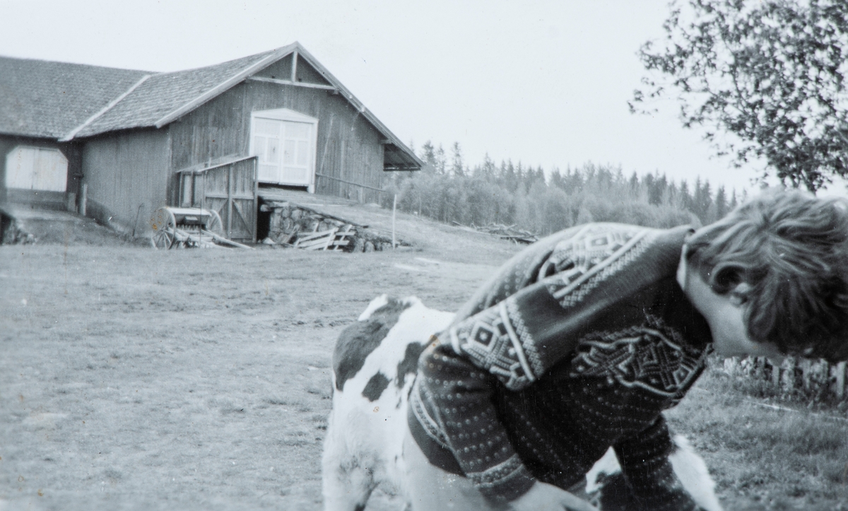 Flagstad gård i Løten. I bakgrunnen er låven, og en Ådalsbruk Såmaskin og siloen. Karin Flagstad og kalven Prins.