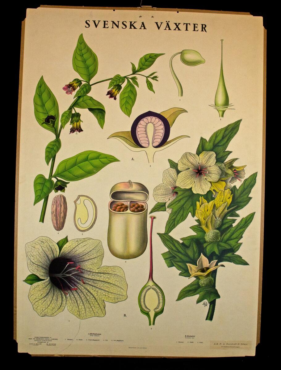 Svenska växter, Belladonna och Bolmört; A.-B. P. A. Norstedt och Söner förlag.