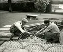 Några parkarbetare håller på med kaktusrabatten vid Carl von Linnés byst i Linnéparken.