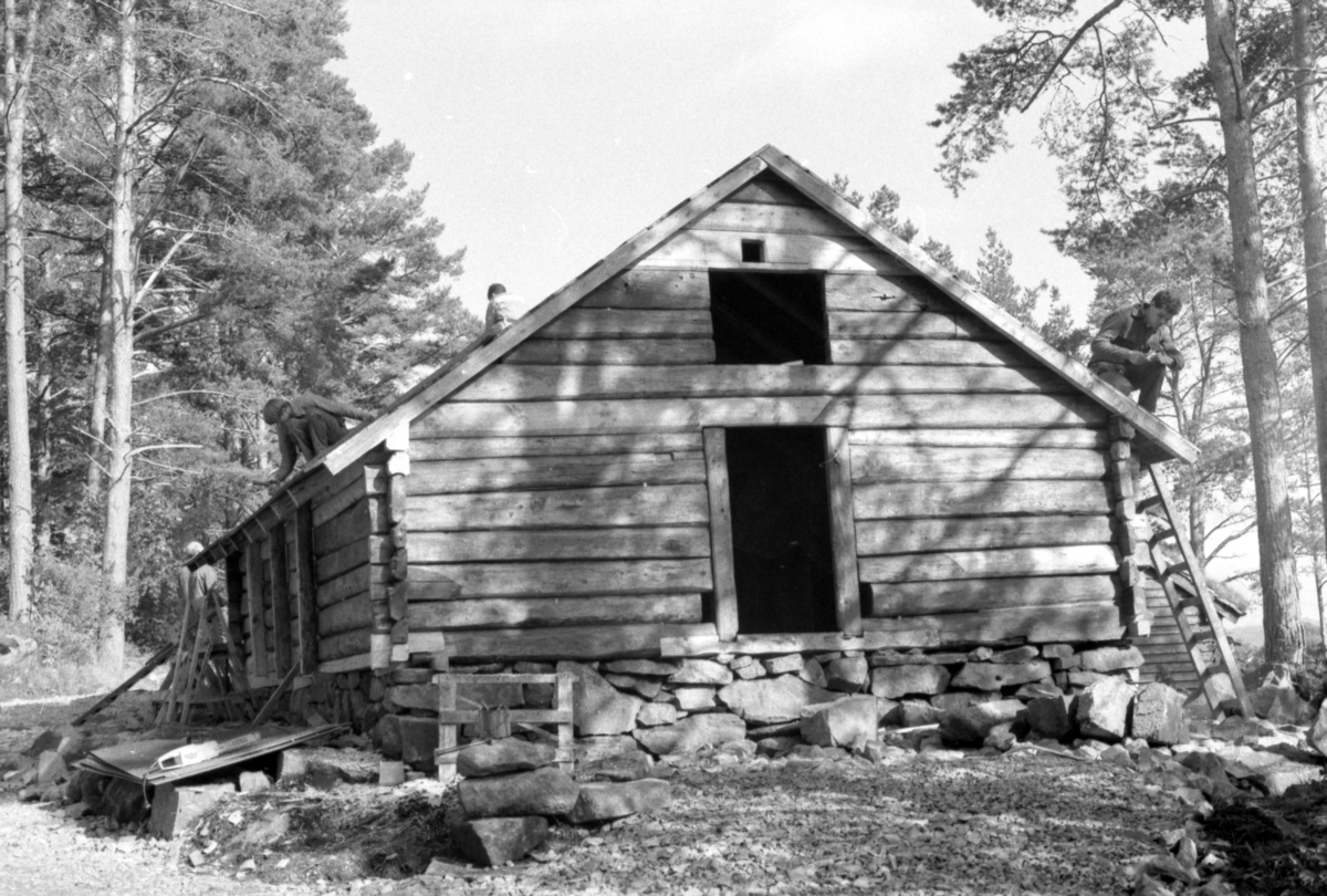Dokumentasjonsbilder i serie fra oppføringa av ei bygning på Sunnmøre Museum. Et kufjøs med ei tilbygd grisebinge fra Fiskå i Vanylven.