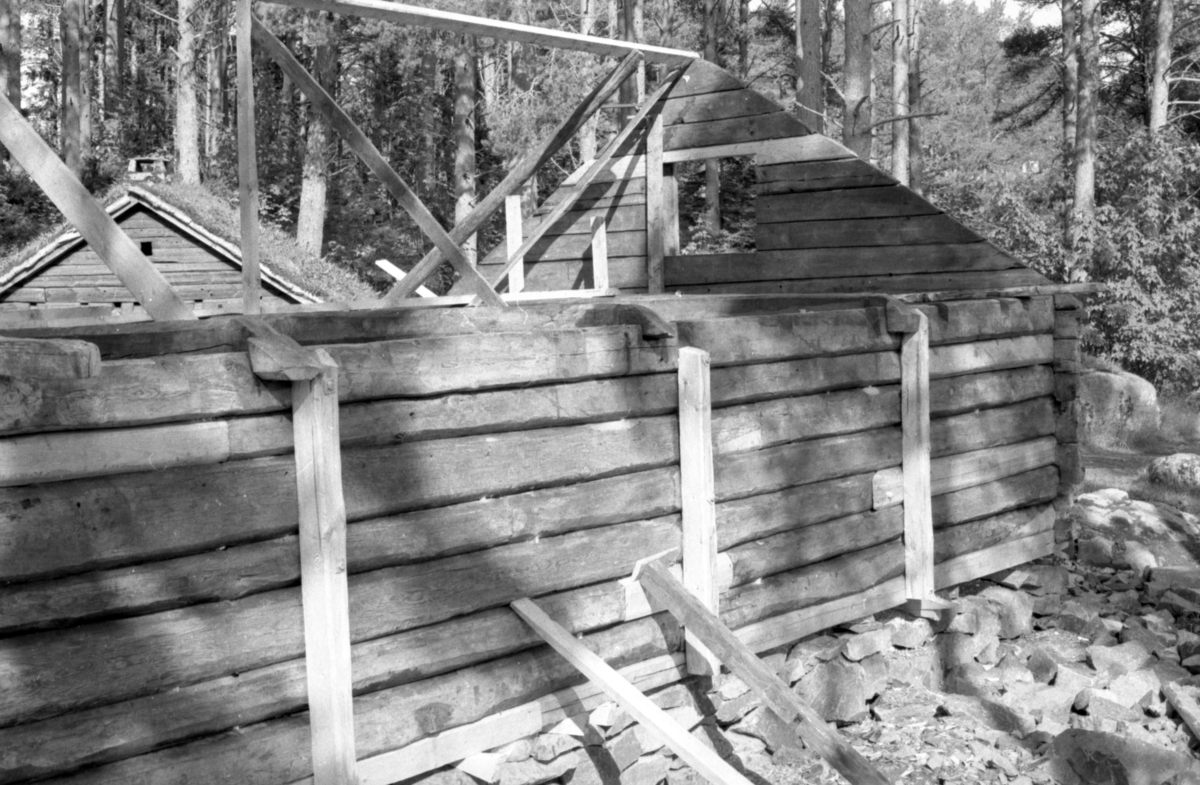 Dokumentasjonsbilder i serie fra oppføringa av ei bygning på Sunnmøre Museum. Et kufjøs med ei tilbygd grisebinge fra Fiskå i Vanylven.