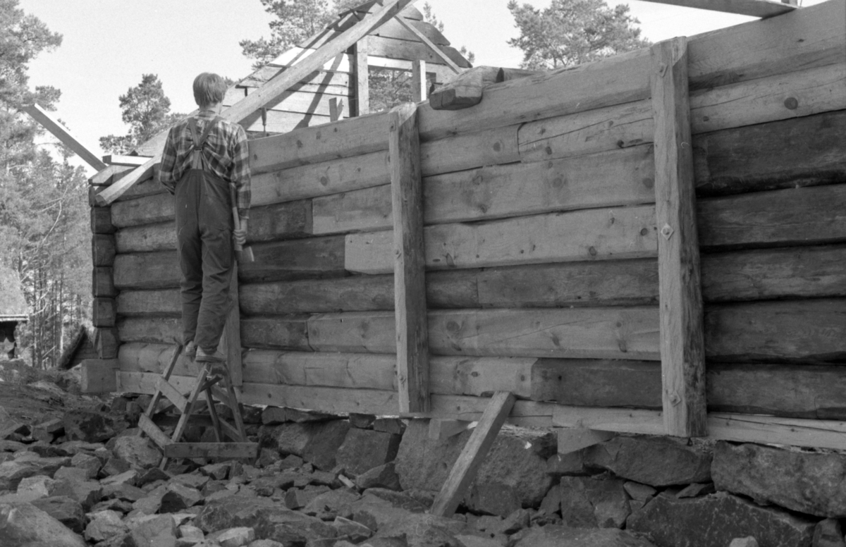 Dokumentasjonsbilder i serie fra oppføringa av ei bygning på Sunnmøre Museum. Et kufjøs med ei tilbygd grisebinge fra Fiskå i Vanylven.