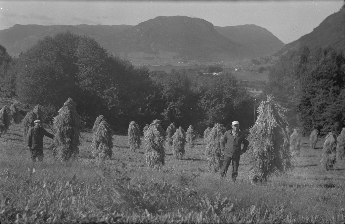 Korn til tørk på staur på jordene på Dørheim i Ølen, 1970. Frå venstre: Gustav Dørheim og sonen Toralf Dørheim.