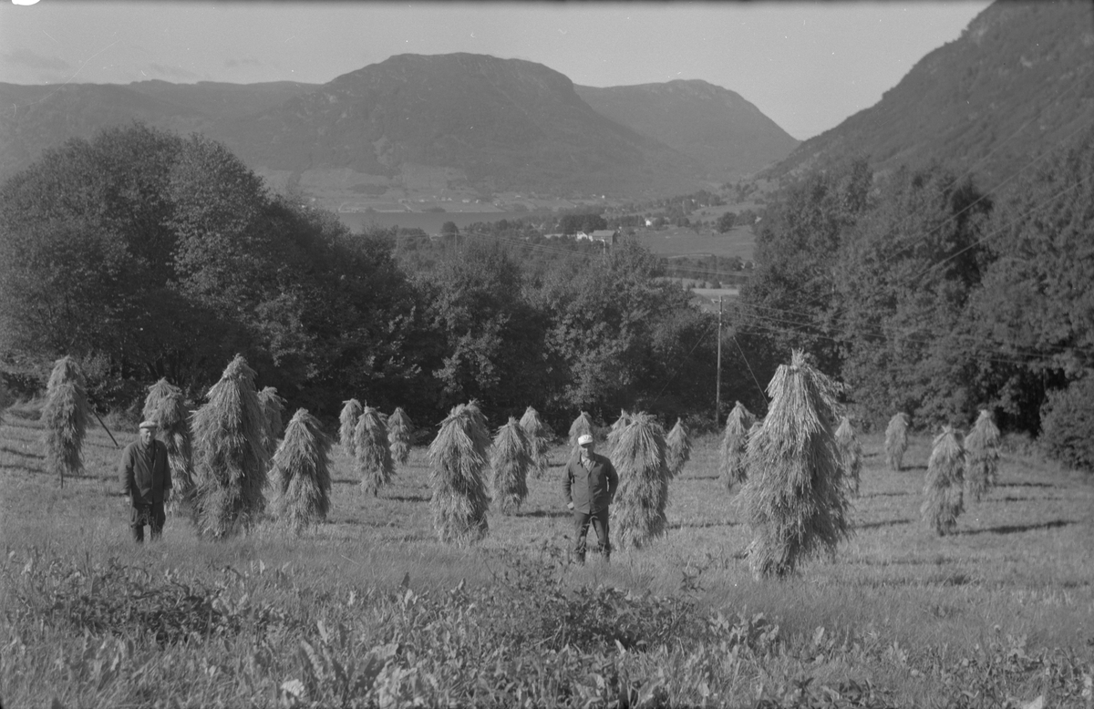 Korn til tørk på staur på jordene på Dørheim i Ølen, 1970. Frå venstre: Gustav Dørheim og sonen Toralf Dørheim.