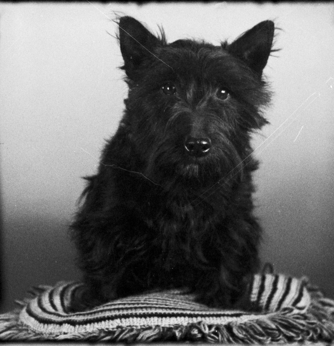 Wiklunds hund, Östhammar, Uppland 1937