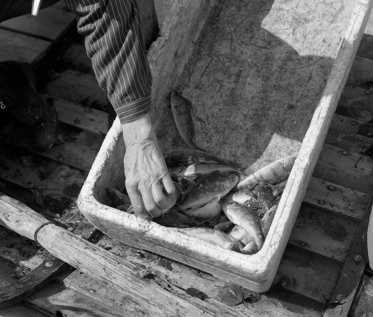 Yrkesfiskeren Paul Stensæter (1900-1982) viser fram nyfanget abbor (Perca fluviatilis) fra Steinsfjorden i Hole i Buskerud våren 1977. Fisken lå i ei isoporkasse.

Åsmund Eknæs fra Norsk Skogbruksmuseum hadde mye kontakt med Paul Stensæter. I 1975 oppsummerte han intervjuinformasjon og observasjoner han hadde gjort i en artikkel der han skisserte årssyklusen i Stensæters fiskerivirksomhet. Om vårfisket etter abbor skrev han blant annet:

«På overgangen mellom vinter og vår, i mars-april er det en stille periode før det hektiske vår- og sommerfisket. Flere av de viktigste fiskeartene i Steinsfjorden har gytetid i mai-juni og fisket drives mest effektivt i denne tida. De tre aktuelle arter er gjedde, brasme og abbor. I tillegg kommer et ikke ubetydelig krepsefiske seinere på sommeren. ....

Som nevnt under gjeddefisket er abboren viktig som agn på reiven. Men det er først og fremst som matfisk den har sin betydning. Abboren var høyt skattet av mange, og de store fangstene som ble gjort i gytetida om våren og seinere på sommeren var det ikke vanskelig å finne avsetning for.

I gytetida er ruser eller "teiner" det mest effektive redskap. Den eldste typen av slike teiner ble laget ved at det først ble slått en sirkel på bakken, lik diameteren på teina. Så stakk de pinner nede i bakken langs sirkelen og fikk hovedformen. Disse langsgående pinnene ble holdt sammen av en tverrfletting av tynne kvister. I toppen ble det satt igjen et rundt hull med lokk til uttaging av abboren. Kalven ved inngangen, som hindret fisken i å komme ut igjen, flettet de i lindebast.

En type besto av langsgående pinner trukket med garnvev dannet overgangen til de teinene som brukes i dag. Disse er sylindriske og trukket med netting. Kalven er av garnvev.

Hvis vi skal sammenligne disse ulike typene av teiner for å se hvem av dem som fisket best, ser det ut til å være vanlig mening at utseendet minner mest om kvistvaser av det slaget som abboren gjerne legger rogn i.

Det kanskje mest effektive redskap på abboren var reiven. Når to stykker fisket sammen var det mulig å ha abborreiv med opptil 1 000 kroker. Disse hang i ca. 30 cm lange tamser med 2 favners mellomrom. Vi fikk altså her ei line på omkring 4 kilometers lengde! Reiven ble ikke satt på samme sted to dager i trekk. De satte den "bassenget rundt", dvs. at de fulgte en bestemt rutine for å få fisket rundt hele fjorden. ...

Garn er det tredje redskap for abbor. Og det var helst i en spesiell sammenheng, som "støkkenett" det ble brukt. Når det har vært stille vær i lengre tid samler abboren seg og trekker inn på grunne ører og skjær om natta. Rundt slike skjær satte de ett eller flere garn og skremte fisken ved å kaste stein i vannet.»