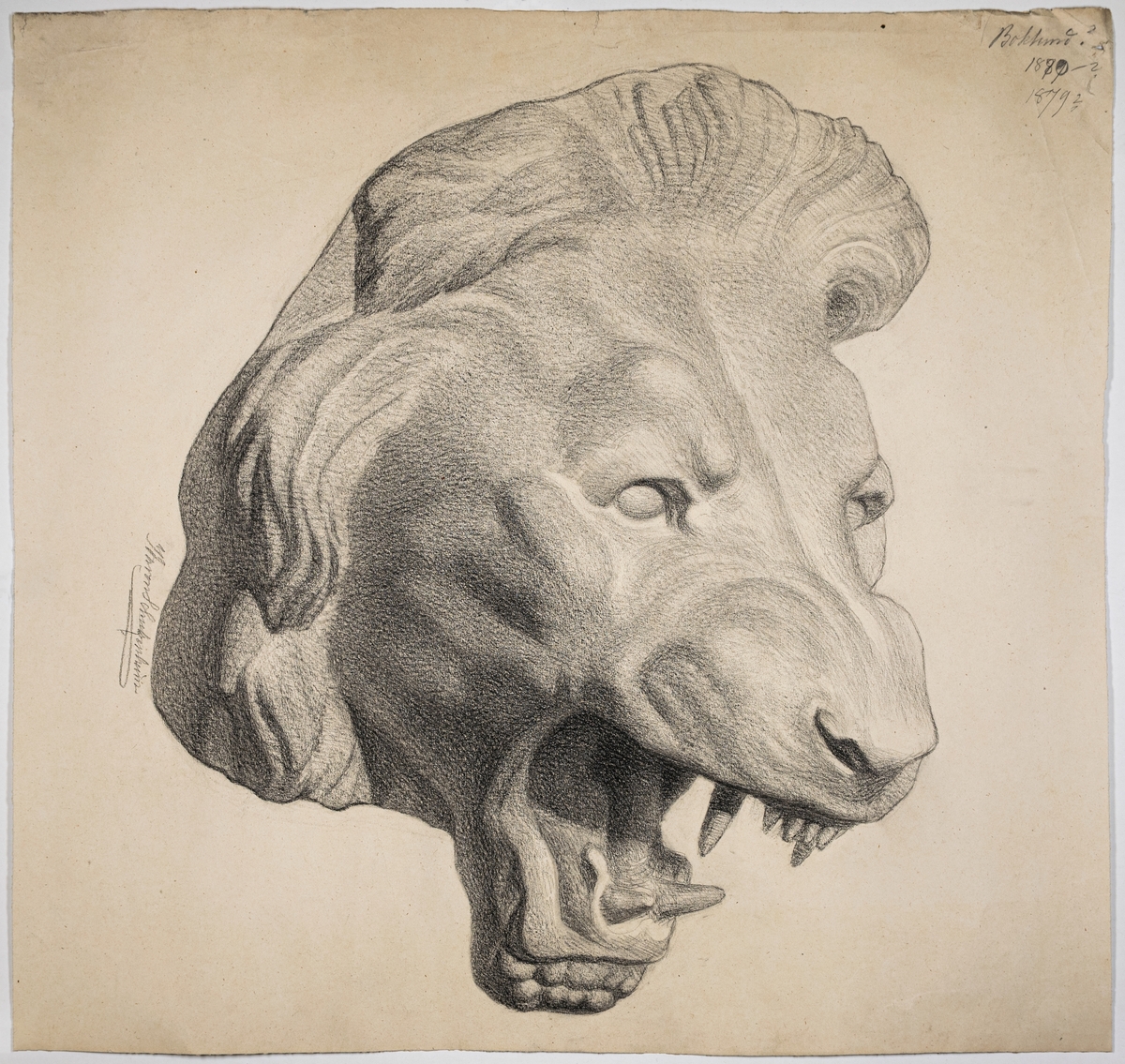 Antikstudie, avbildning av rytande lejon. Signerad Ida von Schulzenheim. Påskrift "Boklund? 1879?" 1880?