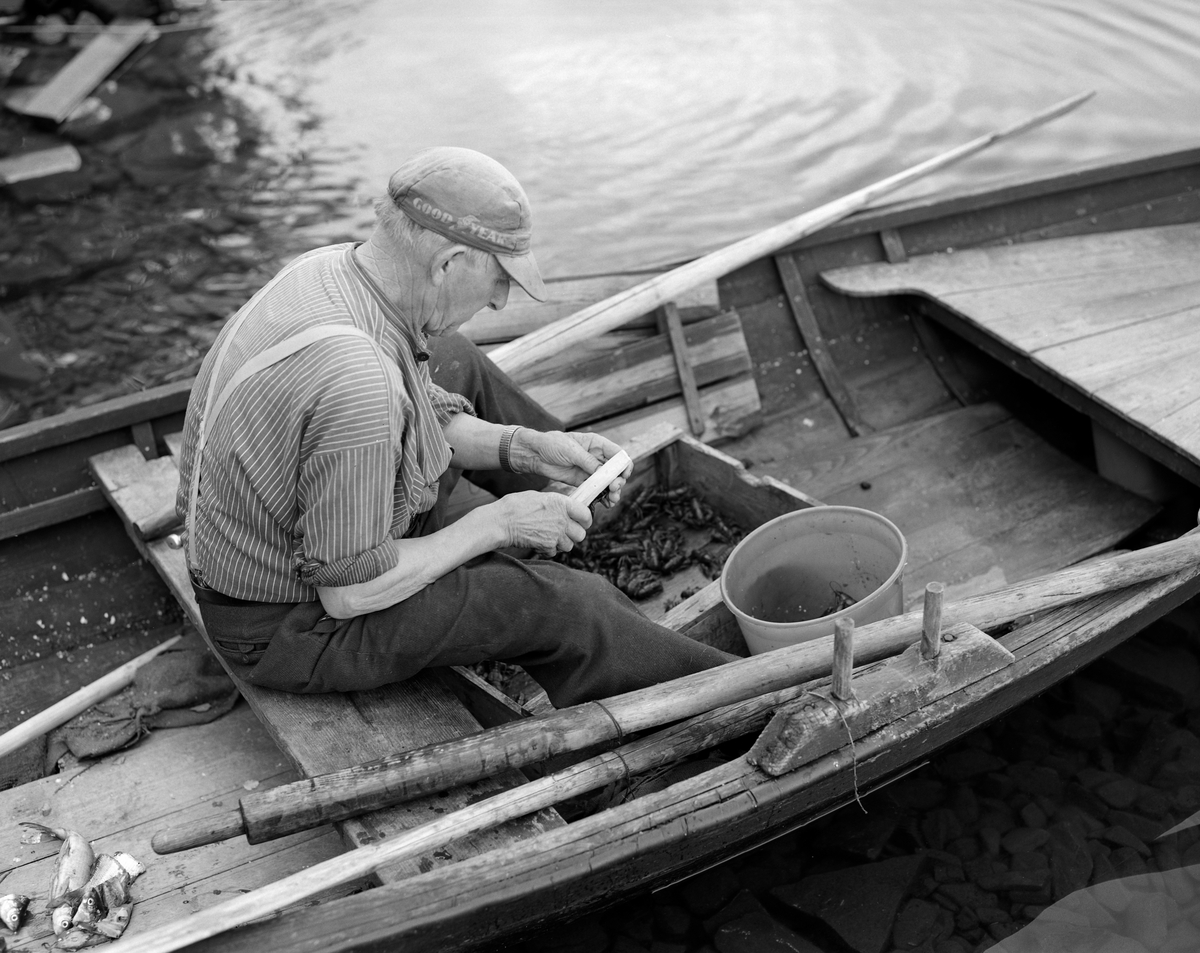 Yrkesfiskeren Paul Stensæter (1900-1982) sjekker om en nyfanget kreps holder minstemålet, som var 9,5 centimeter. Dette målet skat tas fra pannehornets spiss til enden av den midtre halevifta. Hårene på denne vifta skal ikke inngå i minstemålet. Kreps som var for liten ble kastet tilbake i fjorden. På tilja bak fiskeren ser vi en del oppkuttet sik, som ble hektet på kroker inne i teinene som agn ved utsetting. Stensæter drev næringsfiske i Steinsfjorden, en sidearm til Tyrifjorden på Ringerike i Buskerud. Han eide småbruket Bjerkeli på østsida av denne fjorden, men bruket var ikke stort nok til at Steinsæter kunne leve avlingene. Derfor drev han med fiske, både i sommer- og vintersesongen. Fangsten solgte han hovedsakelig på Hønefoss, som var nærmeste by. Krepsefisket hadde han antakelig lært av faren, Sigvart Stensæter (1878-1963). Han hadde vært blant pionerene i denne virksomheten i 1890-åra. Tidligere ble krepsen fanget gjennom hele sommersesongen. Da dette fotografiet ble tatt, i 1976, var det forbudt å ta kreps før 7. august.