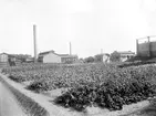 År 1897 startades Linköpings nya gasverk i stadens norra utkant. Det tidigare gasverket låg opassande centralt på Sankt Larsgatan. I förgrunden gasverket stora kål- och ärtodlingar. Bild från omkring förra sekelskiftet.