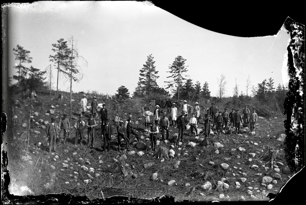 Svinasjöskogen ska planteras
