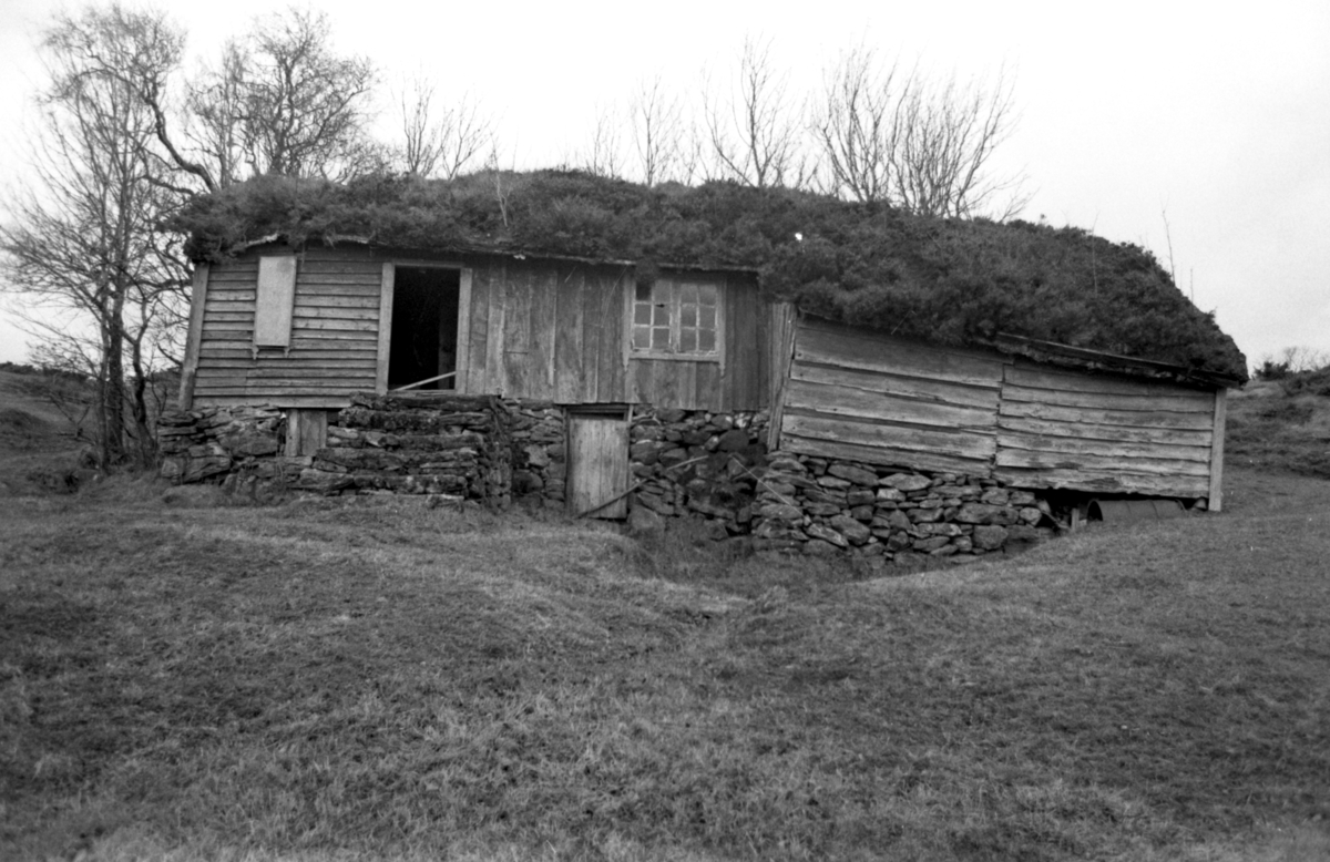 Dokumentasjonsbilder i serie av Svarthaugstova fra Herøy før nedtaking og riving.. Et sammenbygd hus som bestod av fjøs, løe og stove.