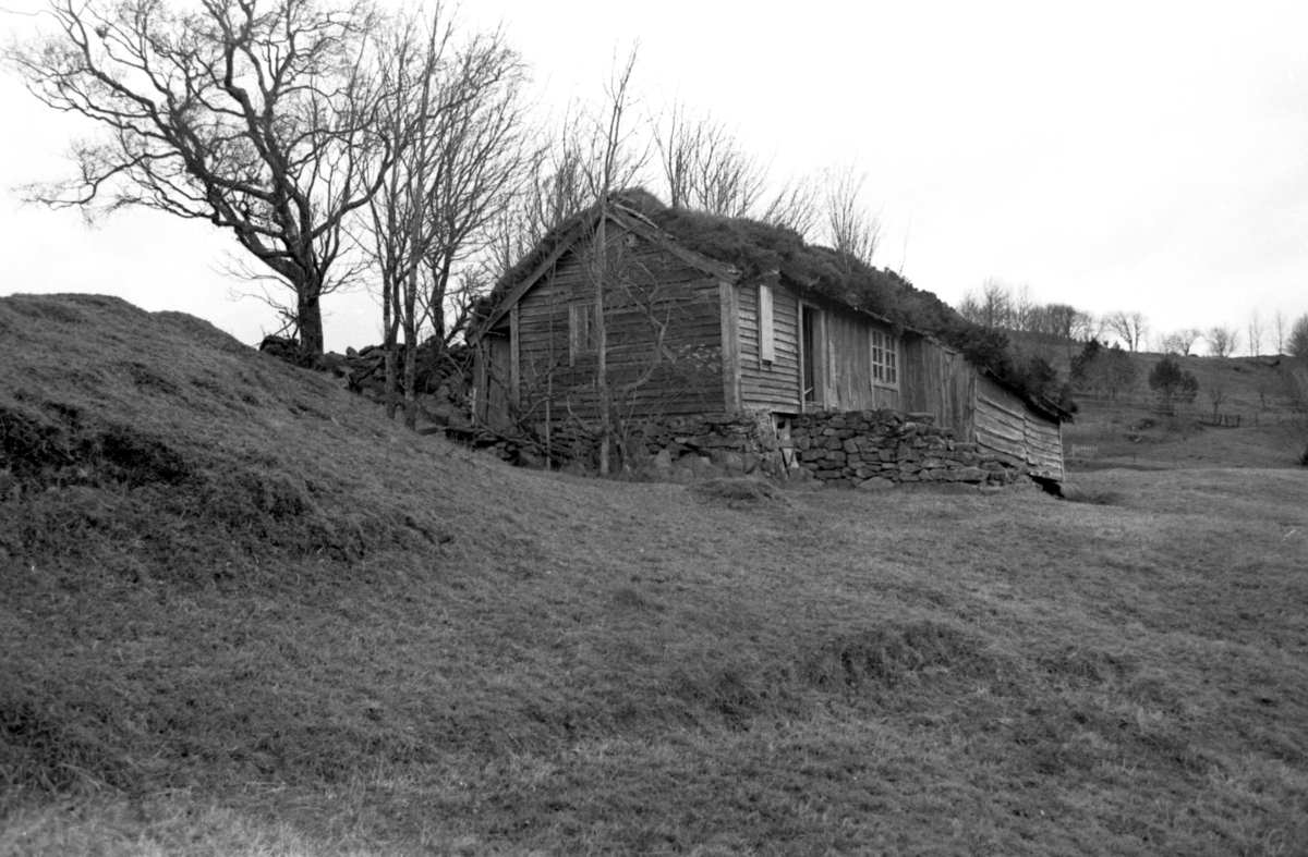 Dokumentasjonsbilder i serie av Svarthaugstova fra Herøy før nedtaking og riving.. Et sammenbygd hus som bestod av fjøs, løe og stove.