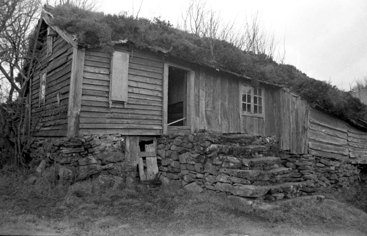 Dokumentasjonsbilder i serie av Svarthaugstova fra Herøy før nedtaking og riving.. Et sammenbygd hus som bestod av fjøs, løe og stove.