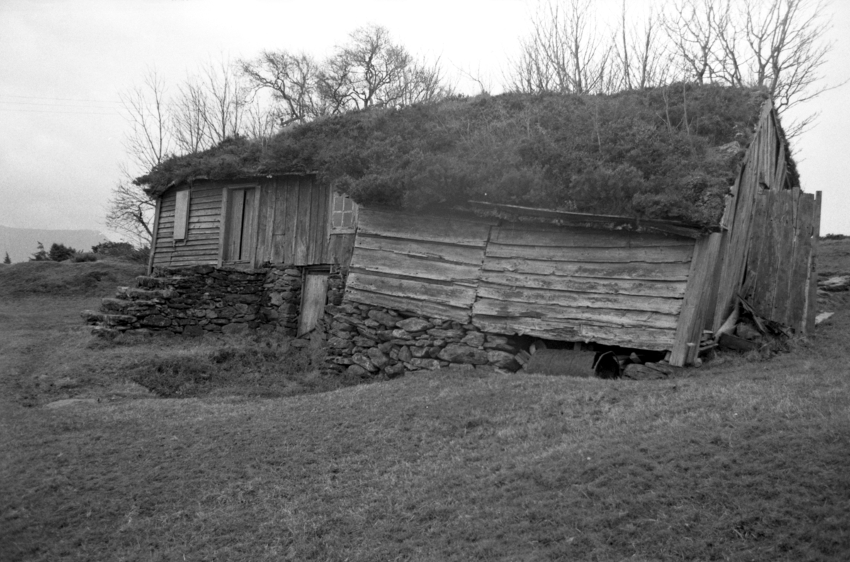 Dokumentasjonsbilder i serie av Svarthaugstova fra Herøy før nedtaking og riving.. Et sammenbygd hus som bestod av fjøs, løe og stove.