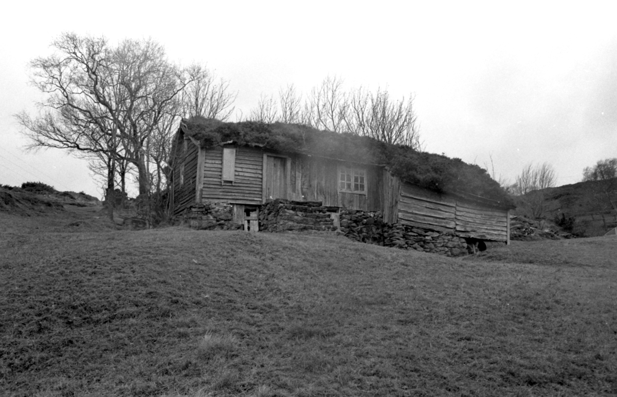 Dokumentasjonsbilder i serie av Svarthaugstova fra Herøy før nedtaking og riving.. Et sammenbygd hus som bestod av fjøs, løe og stove.