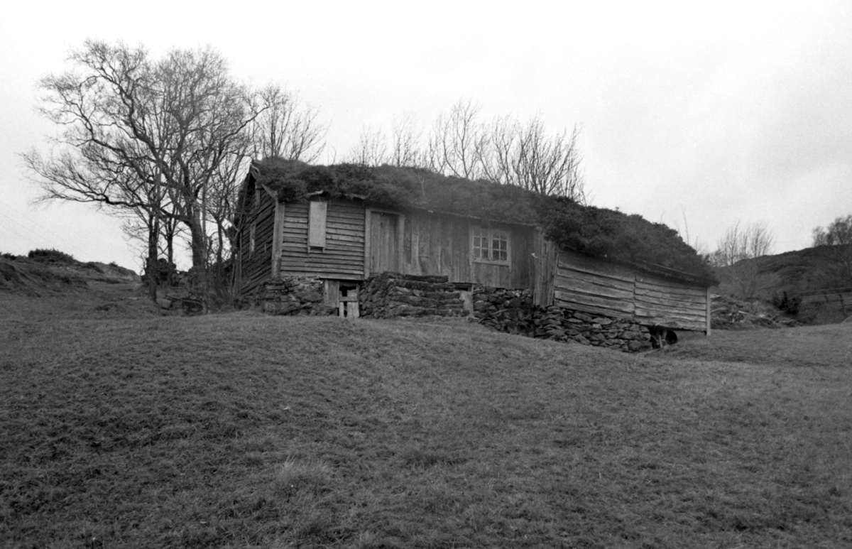 Dokumentasjonsbilder i serie av Svarthaugstova fra Herøy før nedtaking og riving.. Et sammenbygd hus som bestod av fjøs, løe og stove.