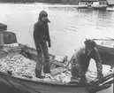 Rekordfångst av strömming i Norrfällsviken 1975-06-03.