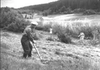 Sista ox-slåtten i Fällsvik 1955.; Oxslåtten innebar att alla i Fällsvik samlades och slog ängarna vid fiskeläget. Liar, slåttermaskiner och höräfsor användes. Höet fick den fiskare som ansvarade för oxen (tjuren) den kommande vintern.