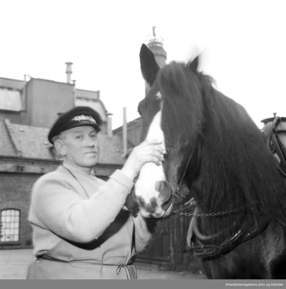 Bryggerihestene på Frydenlund skal ut for siste gang gjennom byens gater. Stallmester Iversen gjør klar gampen "Baronen" før æresrunden. 29. Oktober 1952