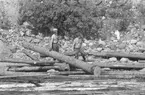 Ulriksfors. Ulf Nilsson och Harry Eneröd lossar bröten, bl a genom att rulla på underliggande stockar.