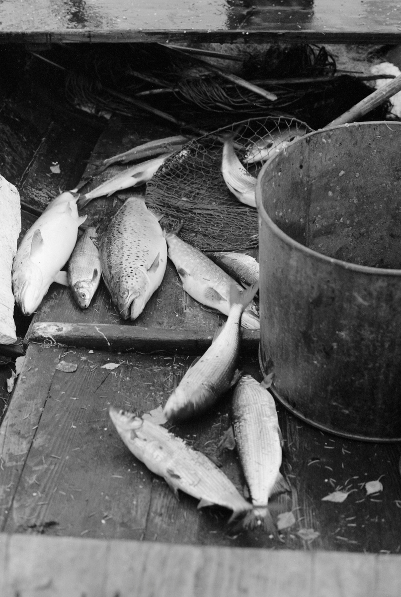 Fisk i båten til Paul Stensæter (1900-1982), som så seint som i 1970-åra var yrkesfisker på Steinsfjorden, en sidearm til Tyrifjorden på Ringerike i Buskerud. Bildet vise noe av den fisken som ble tatt, som under det som egentlig var et garnfiske etter sik ligger i båten. I tillegg til sik (Coregonus lavaretus) besto fangsten av noen ørret (Salmo trutta), ei brasme (Abramis brama) og ei gjedde (Esox lucius).