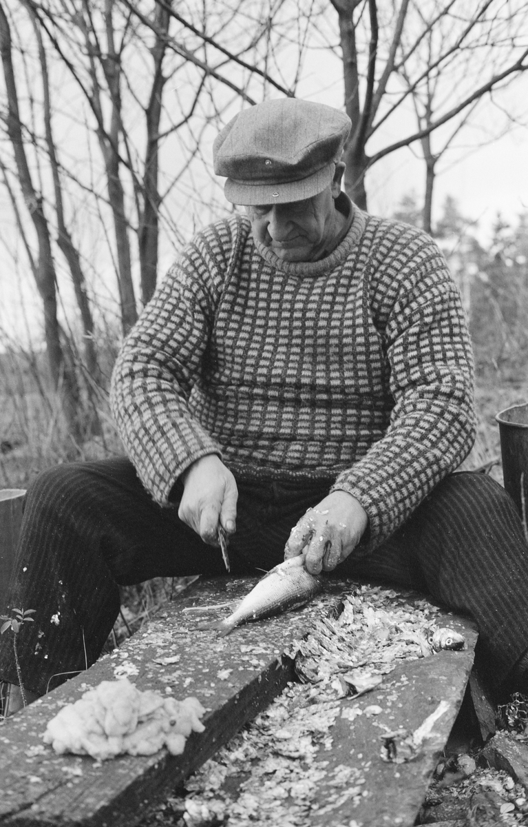 Paul Stensæter (1900-1982), som var yrkesfisker på Steinsfjorden, ei sidegrein til Tyrifjorden på Ringerike i Buskerud, fotografert mens han reset en sik (Coregonus lavaretus) han hadde tatt i garn under høstfisket. Fisken lå tilsynelatende på en planke på en avlang stein, som Stensæter satt på, med tollekniven som han nettopp hadde sprettet opp buken på fisken med. Framfor ham lå det en del rogn, som Stensæter brukte som pålegg på brødmat. Ved sida av fiskeren (ved høyre bildekant) skimter vi et sylindrisk metallkar som den nyrensete fisken ble lagret i. Rensinga var et arbeid det hastet litt med, for fangsten skulle omsettes mens den var fersk, Da dette fotografiet ble tatt var Stensæter kledd i bredstripete cordfløyelbukser og strikkegenser. Han hadde sixpencelue på hodet.

Åsmund Eknæs fra Norsk Skogbruksmuseum intervjuet Paul Stensæter i 1973 og 1974. Det fiskeren fortalte om salget av fisk fra Steinsfjorden sammenfattet Eknæs slik:

«For Paul var det atskillig arbeid som gjensto etter at fisken var oppe av vannet. For han og for de andre som hadde fisket delvis som levevei var det viktig å få omsatt varen så fort som mulig for å hindre kvalitetsforringelse og dermed tap av kunder.

Vi kan nå se hvordan dagsrytmen var om sommeren når han fisket abbor med reiv. Ca. 1930 ble det bussforbindelse til Hønefoss og dette fikk virkning på opplegget av fisket. Før den tida artet døgnet seg slik: Ved 2-3-tida om morgenen ble reiven trukket. Det var da ikke tid til annen behandling av fisken enn å knippe den opp før han måtte dra til Hønefoss. Dette var det nærmeste markedet av noen størrelse og han var nødt til å dra den lange veien hver dag hvis han ville bli kvitt fangsten.

Først var det roturen over fjorden til Stein gård. Den tok ca. 1/2 time. Derfra til Hønefoss var det 1 1/2 times gange. Fisken ble båret på skuldra i en flettet kurv som rommet 20-25 kilo. Var det mye fisk, kunne han ha en kurv til på armen. Far til Paul [Sigvart Stensæter (1878-1963)] bar en gang 52 kilo på denne måten fra Stein til Hønefoss. Men ofte var det bønder på veien med melk eller andre varer, og da fikk han sette fiskekurven på vogna inn til byen.

Det var mulig å bli kvitt noe fisk på veien til Hønefoss, men det meste ble solgt i byen, enten på torvet eller i husene. De fleste yrkesfiskerne hadde noen faste kunder som ihvertfall tok en del av fangsten.

Byturen, som Paul altså måtte gjøre hver dag i høysesongen tok vanligvis 6 timer. Tilbake fra byen var det å ordne redskapen, skaffe agnfisk og få reiven i vannet igjen.

Etter 1930, da bussruta til Hønefoss kom, ble det store forandringer i dagsrytmen for bl. a. abborfisket. Nå sendte han fisken med buss kl. 07.30. Det ble også vanlig at fiskeren renset og flosset fisken før den ble sendt for å kunne tilby kundene en mer delikat vare. Etter at den ferdigrensede fisken var sendt til Hønefoss dro han hjem, skaffet seg agnfisk og satte ut reiven. Når det var gjort hadde han middag og en liten hvil før han dro ut og trakk. ....»

Eknæs skriver ellers at Stensæter «renset og flosset» fisken så snart han kom i land. Han greide å ekspedere et par abborer i minuttet. Rensinga av sik har Eknæs ikke kommentert spesielt.