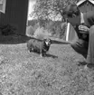En hund står på gräsmattan och tittar mot fotografen. Bredvid hunden sitter en man på huk och tittar på hunden.