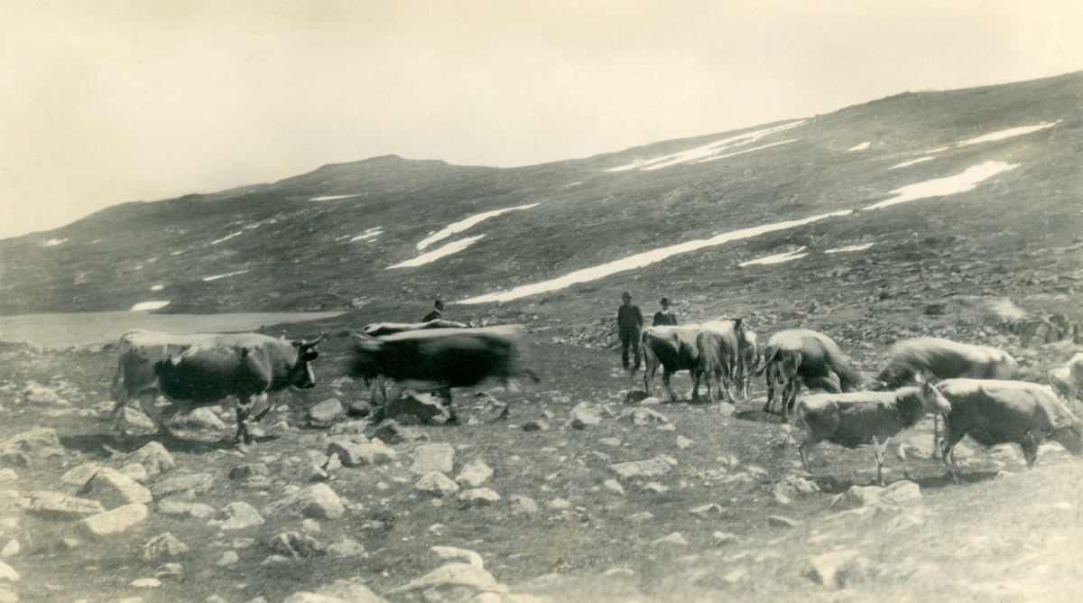 To bilde av buskap tatt på tur på fjellfbeite