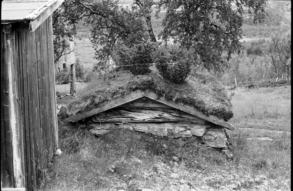 Fossæter, masstu