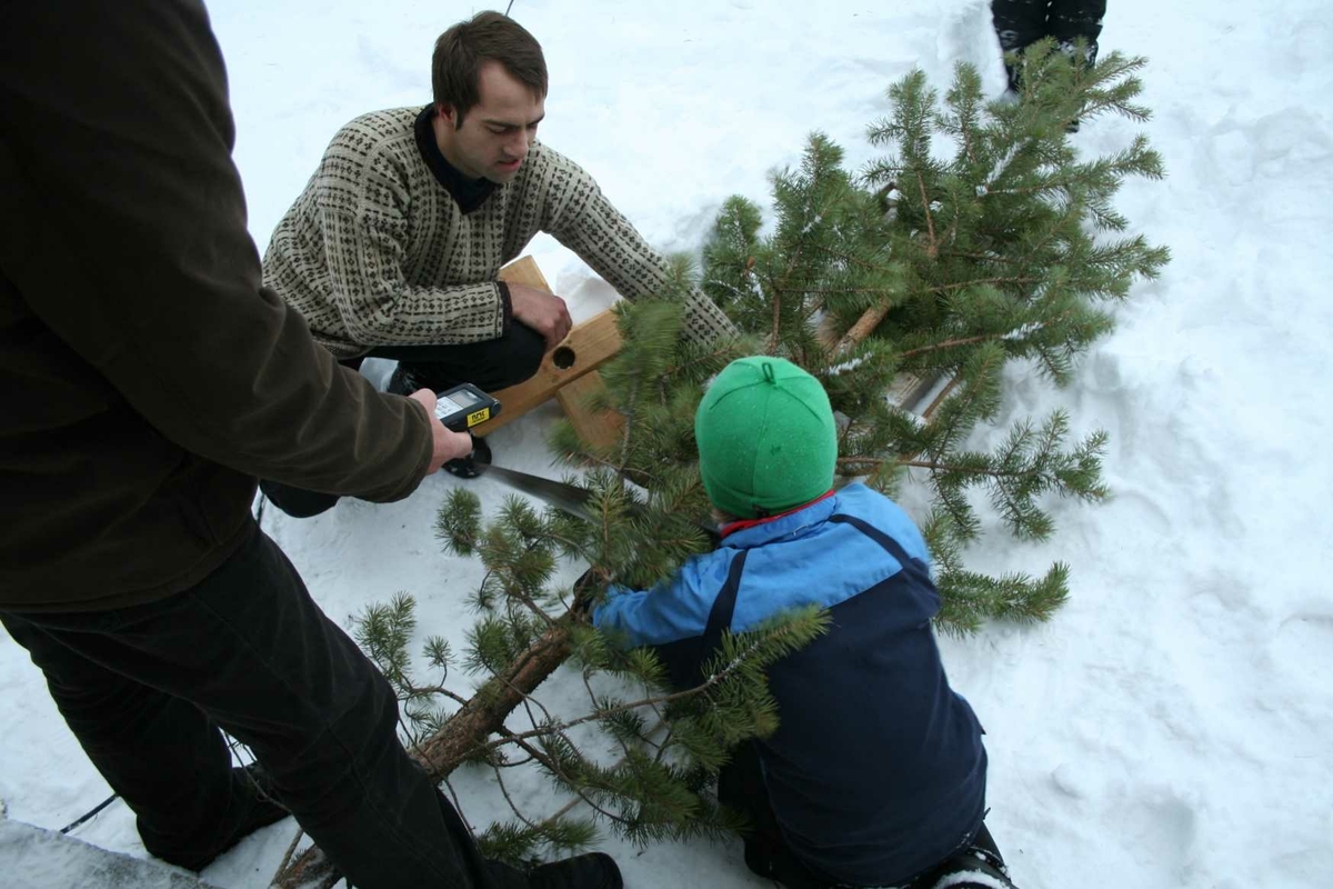 Jul på gamlemåten i Museumsparken 2008. Hente juletre. 