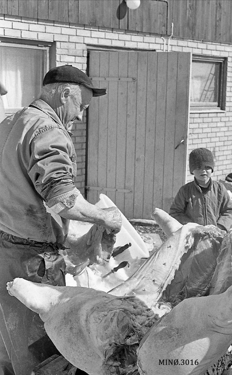 Griseslakting, bryst og buk åpna, skrott nesten i to. 