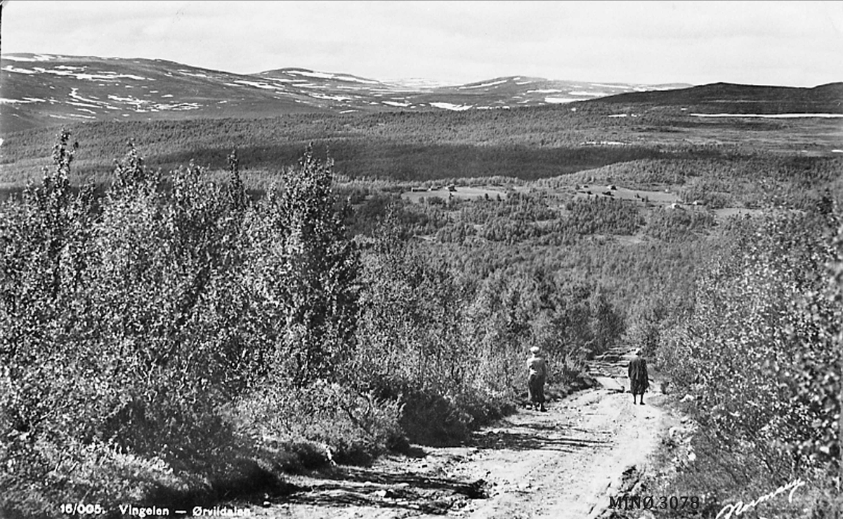 To kvinner ANT går opp en veg, skog. 