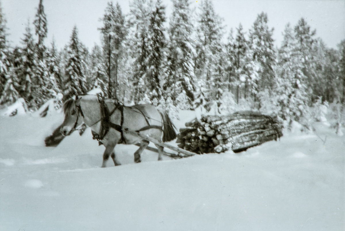 Blakken henter ved fra skogen vinteren 1958.  Flagstad Gård, Løten. 
Under krigen fikk man lov å hente en bestemt mengde med torv av Almenninga til fyring hvert år. Senere ble det ved.