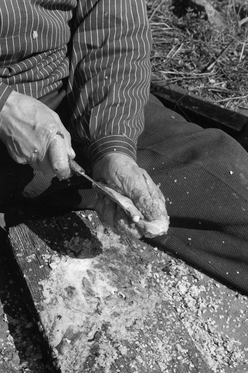 Nærbilde av hendene til yrkesfiskeren Paul Stensæter (1900-1980), som renser abbor (Perca fluviatilis). Stensæter bodde på småbruket Bjerkeli på østsida av Steinsfjorden, en sidearm til Tyrifjorden på Ringerike i Buskerud. Bruket var ikke stort nok til at han kunne leve bare av det han kunne dyrke der. I yngre år skjøtte Stensæter på med skogsarbeid vinterstid og fiske sommerstid. Ryggproblemer førte til at han måtte gi opp skogsarbeidet og konsentrere seg mest om fisket. Fangstene ble i hovedsak omsatt i nærmeste by, Hønefoss. Før han brakte fisken dit ble den maget og renset, og dette skulle skje raskt, for fisken måtte selges mens den var fersk. Her satt Stensæter skrevs over en avlang stein med en planke mellom beina. Den brukte han som underlag når han renset fisken med kniv. Dette fotografiet ble tatt i 1977.

Åsmund Eknæs fra Norsk Skogbruksmuseum hadde mye kontakt med Paul Stensæter. I 1975 oppsummerte han intervjuinformasjon og observasjoner han hadde gjort i en artikkel der han skisserte årssyklusen i Stensæters fiskerivirksomhet. Om rensinga av fisken skrev Eknæs dette:

«Abboren ble puttet i en stamp etter hvert som han fikk den og dekket med en fuktig sekk for å hindre uttørring. Den var da lett å få flasset av. Straks han kom i land ble fisken renset og flosset. Gjennomsnittlig greide Paul å rense to abbor i minuttet. Den ferdigrensede fisken hang i kjelleren til neste morgen.»