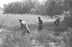 Fångsjön. Gammalt virkesupplag, där vassen hunnit växa upp. Reidar Ragnarsson, Göran Roos och Torsten Boman rensar.