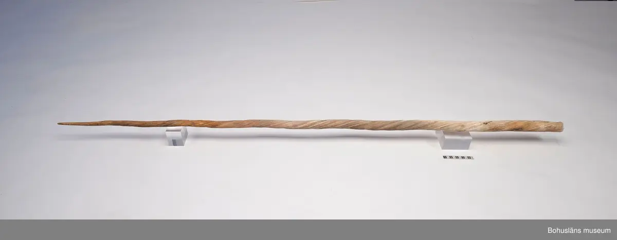 Narvalstand. Tillhörande kraniedel saknas?

Ur Knut Adrian Anderssons katalog Kranier och andra ben VII:4:22
Narvalen
Mónodon monóceros Linné 1758
Främre delen af halva kraniet med stöt-tanden. Fossil vid Koljefjord i Bohuslän.- Inköpt för 25 kronor. 1884?

Ur handskrivna katalogen 1957-1958:
Inköpt för 25 kronor
Narval: Kranium m. stöttand

Lappkatalog: 

Enligt uppgifter i de äldsta handskrivna katalogerna är kraniet och dess tand ett subfossilt fynd. från Uddevallatrakten. Katalogen upptar f. ö. ett flertal subfossila fynd.

På kort Kab 27 UM3283 står skrivet: Halva kraniet med stöttand av narval. Fossil vid Koljefjord, Bohuslän.

Kraniet med dess tand var permanent utställd under många år i Uddevalla museum på Kungsgatan, vilket framgår av tidningsartiklar och av foton. Föremålen var arrangerade i en trapphall och hängde ovanför dörröppningen in till utställningen om xxx.
Handskrivna katalogerna förvaras i arkivet.

Januari 2006: Troligen finns bara narvalens långa tand kvar. Efterforskning inledd om kraniet kan finnas på annan plats.
Tandens längd är 168.5 cm.