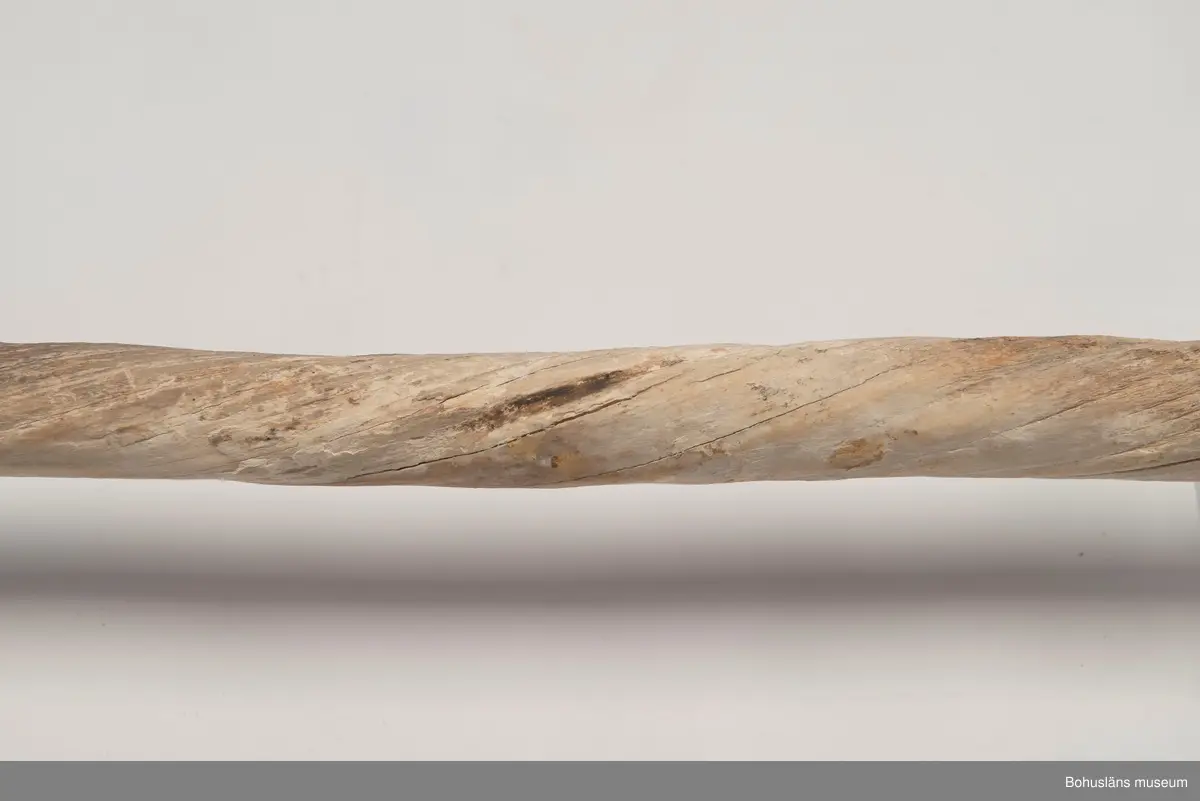 Narvalstand. Tillhörande kraniedel saknas?

Ur Knut Adrian Anderssons katalog Kranier och andra ben VII:4:22
Narvalen
Mónodon monóceros Linné 1758
Främre delen af halva kraniet med stöt-tanden. Fossil vid Koljefjord i Bohuslän.- Inköpt för 25 kronor. 1884?

Ur handskrivna katalogen 1957-1958:
Inköpt för 25 kronor
Narval: Kranium m. stöttand

Lappkatalog: 

Enligt uppgifter i de äldsta handskrivna katalogerna är kraniet och dess tand ett subfossilt fynd. från Uddevallatrakten. Katalogen upptar f. ö. ett flertal subfossila fynd.

På kort Kab 27 UM3283 står skrivet: Halva kraniet med stöttand av narval. Fossil vid Koljefjord, Bohuslän.

Kraniet med dess tand var permanent utställd under många år i Uddevalla museum på Kungsgatan, vilket framgår av tidningsartiklar och av foton. Föremålen var arrangerade i en trapphall och hängde ovanför dörröppningen in till utställningen om xxx.
Handskrivna katalogerna förvaras i arkivet.

Januari 2006: Troligen finns bara narvalens långa tand kvar. Efterforskning inledd om kraniet kan finnas på annan plats.
Tandens längd är 168.5 cm.