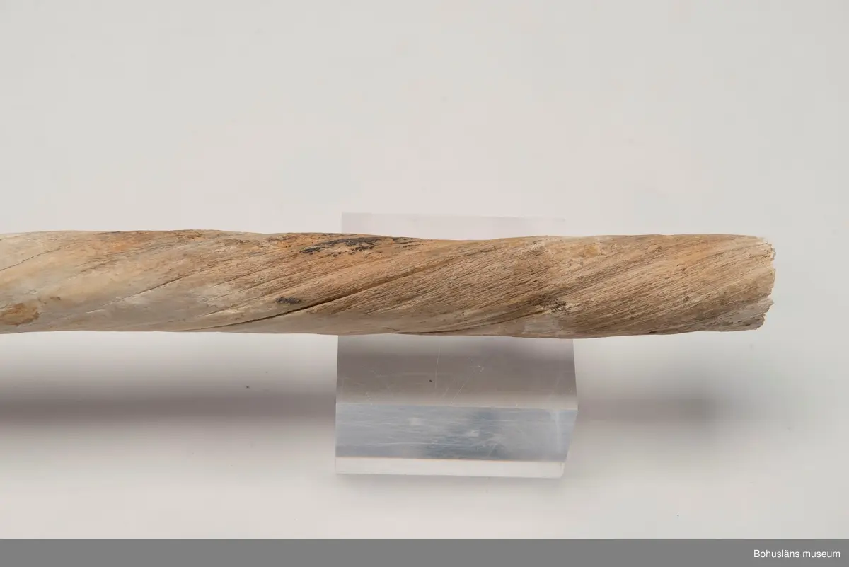 Narvalstand. Tillhörande kraniedel saknas?

Ur Knut Adrian Anderssons katalog Kranier och andra ben VII:4:22
Narvalen
Mónodon monóceros Linné 1758
Främre delen af halva kraniet med stöt-tanden. Fossil vid Koljefjord i Bohuslän.- Inköpt för 25 kronor. 1884?

Ur handskrivna katalogen 1957-1958:
Inköpt för 25 kronor
Narval: Kranium m. stöttand

Lappkatalog: 

Enligt uppgifter i de äldsta handskrivna katalogerna är kraniet och dess tand ett subfossilt fynd. från Uddevallatrakten. Katalogen upptar f. ö. ett flertal subfossila fynd.

På kort Kab 27 UM3283 står skrivet: Halva kraniet med stöttand av narval. Fossil vid Koljefjord, Bohuslän.

Kraniet med dess tand var permanent utställd under många år i Uddevalla museum på Kungsgatan, vilket framgår av tidningsartiklar och av foton. Föremålen var arrangerade i en trapphall och hängde ovanför dörröppningen in till utställningen om xxx.
Handskrivna katalogerna förvaras i arkivet.

Januari 2006: Troligen finns bara narvalens långa tand kvar. Efterforskning inledd om kraniet kan finnas på annan plats.
Tandens längd är 168.5 cm.