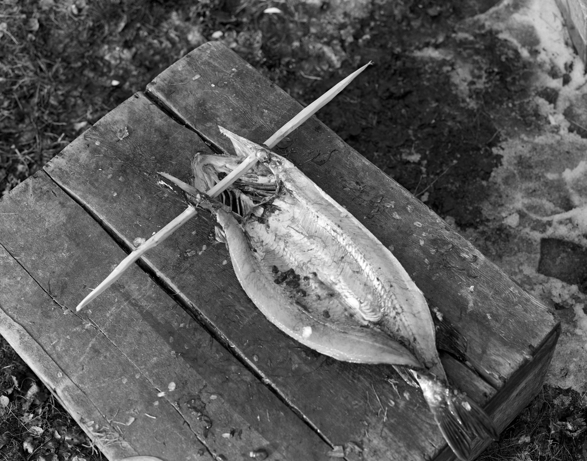 Gjedde (Esox lucius), klargjøres for konserverende tørking. Fotografiet er tatt i Tufsingdalen i Os kommune i Os kommune i Nord-Østerdalen, der det i gytetida om våren foregikk et stort gjeddefiske. Gjedda gikk inn på de sivbevokste grunnene mot land, hvor fiskerne hadde satt garn. En av dem, Joseph Bakken (1898-1989), fortalte at han brukte å fange mellom 100 og 300 kilo gjedde i løpet av den uka dette fisket foregikk. Slike kvanta gikk det ikke an å konsumere i et hushold mens fisken vart fersk. Derfor ble mye av gjedda konservert med sikte på langtidslagring. Først ble det gjort et snitt langsmed ryggen, og på de største gjeddene skar fiskerne ut ryggbeinet. Deretter ble fisken maget og vasket med ei «tuggu», en liten skrubb av bjørkeris. Så fulgte et par døgn i saltlake. Dermed var gjedda klar for den egentlige tørkinga. Fiskeren stakk da en forholdsvis lang opphengspinne gjennom øynene på fisken. Deretter supplerte han med et par kortere pinner som skulle holde magerommet åpent og utspilt. Slik ble gjedda hengende eksponert for sol og vind et par uker. I denne perioden ble det dannet ei hinne ytterst i fiskekjøttet, før det ble for mye insektliv i lufta. I denne tilstanden kunne fisken lagres mørkt og svalt i et stabbur. Slik kunne den magre gjedda lagres i flere år uten at den ble harsk. Når den skulle brukes i et middagsmåltid måtte den legges i vann et par døgn før den kunne kokes.