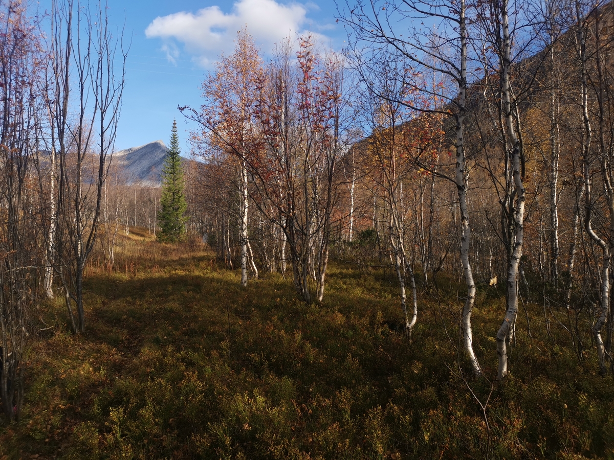 Minnestøtte på den tidligere krigsgravplassen på Mørsry (også kalt Mørsvik), i nærheten av Mørsvikbotn og Mørsvikvatnet i Nordfold (nå Sørfold). Sju sovjetiske krigsfanger ble gravlagt her under 2. verdenskrig. Etter krigen ble gravene flyttet til Vassmo (Tømmerneset) i Hamarøy.