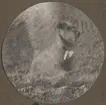 Porträttfoto av hund vid en åker, 1924.

Text vid foto: 