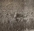 Porträttfoto av en hund på en åker, 1925.

Text vid foto: 