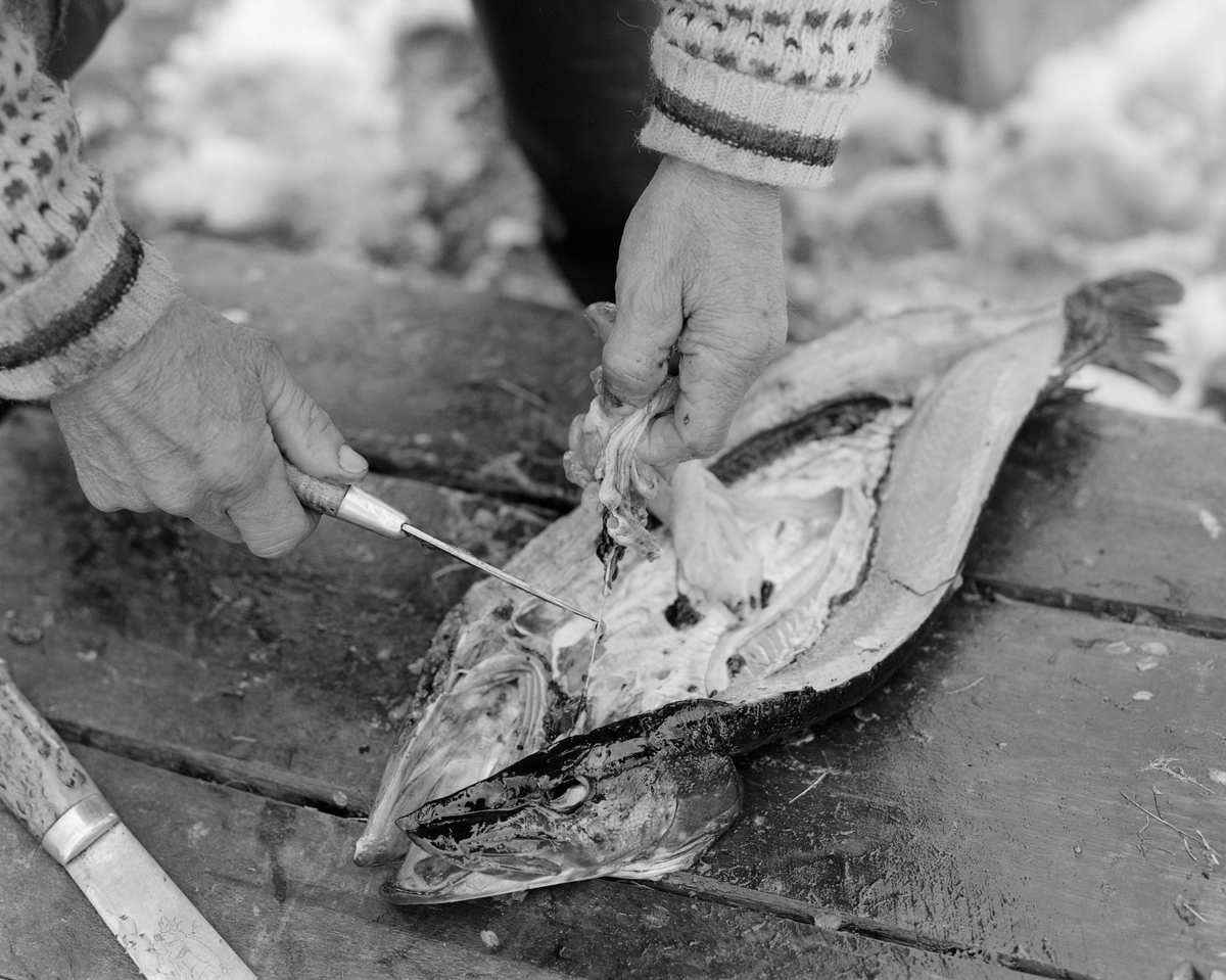 Joseph Bakken (1898-1989) klargjør ei gjedde (Esox lucius) for konserverende tørking ved å sprette opp magen og fjerne fiskens innvoller. Fotografiet er tatt i Tufsingdalen i Os kommune i Os kommune i Nord-Østerdalen, der det i gytetida om våren foregikk et stort gjeddefiske. Gjedda gikk inn på de sivbevokste grunnene mot land, hvor fiskerne hadde satt garn. Joseph Bakken fortalte at han brukte å fange mellom 100 og 300 kilo gjedde i løpet av den uka dette fisket foregikk. Slike kvanta gikk det ikke an å konsumere i et hushold mens fisken vart fersk. Derfor ble mye av gjedda konservert med sikte på langtidslagring. Først ble det gjort et snitt langsmed ryggen, og på de største gjeddene skar fiskerne ut ryggbeinet. Deretter ble fisken maget og vasket med ei «tuggu», en liten skrubb av bjørkeris. Så fulgte et par døgn i saltlake. Dermed var gjedda klar for den egentlige tørkinga. Fiskeren stakk da en forholdsvis lang opphengspinne gjennom øyeåpningene på fisken. Deretter supplerte han med et par kortere pinner som skulle holde magerommet åpent og utspilt. På denne måten ble gjedda hengende eksponert for sol og vind et par uker. I denne perioden ble det dannet ei hinne ytterst i fiskekjøttet, før det ble for mye insektliv i lufta. I denne tilstanden kunne fisken lagres mørkt og svalt i et stabbur. Slik kunne den magre gjedda lagres i flere år uten at den ble harsk. Når den skulle brukes i et middagsmåltid måtte den legges i vann et par døgn før den kunne kokes.