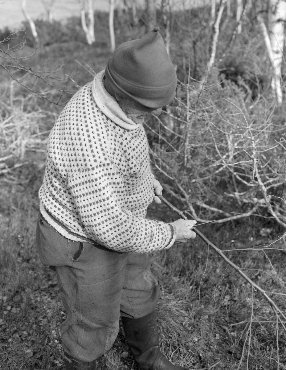 Joseph Bakken (1898-1989) fra Tufsingdalen i Os kommune i Nord-Østerdalen skjærer løs bjørkekvister som skulle brukes ved konserverende tørking av nyfanget gjedde (Esox lucius). Bakken var kledd i islender (strikkegenser med spettemønster) og vadmelsbukser med store bøter på knærne. På hodet bar han ei strikkelue med en liten dusk. Påkledningen gjenspeiler at gjeddefisket i Tjønna, deltaområdet der elva Tufsinga rant inn i innsjøen Femund, foregikk like etter at isen hadde gått, mens det fortsatt var forholdsvis kjølig i lufta i dette området, bortimot 700 meter over havet. I løpet av den uka dette garnfisket etter gytende gjedde varte kunne Joseph Bakken fange fra 100 til 300 kilo med fisk. Slike kvanta kunne ikke han og familien hans konsumere mens fisken var fersk. For kunne nyttiggjøre seg all fisken måtte Joseph Bakken konservere den. Dette ble tradisjonelt gjort ved salting og tørking. Kvistene trengte han til oppheng og utspiling av fisken i tørkefasen.