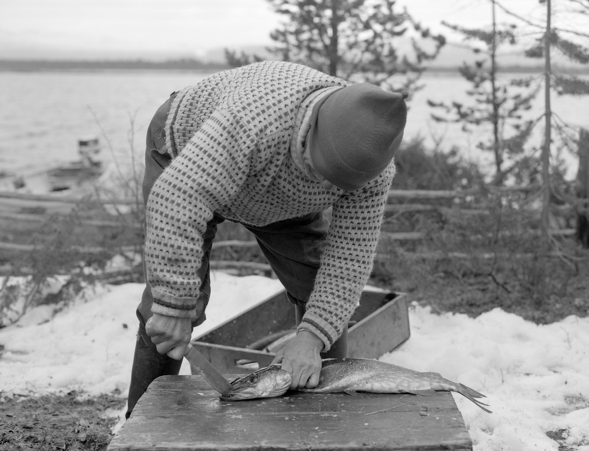 Joseph Bakken (1898-1989) klargjør ei gjedde (Esox lucius) for konserverende tørking ved å gjøre et snitt langs den kjøttrike ryggen på den store fisken. Fotografiet er tatt i Tufsingdalen i Os kommune i Os kommune i Nord-Østerdalen, der det i gytetida om våren foregikk et stort gjeddefiske. Gjedda gikk inn på de sivbevokste grunnene mot land, hvor fiskerne hadde satt garn. Joseph Bakken fortalte at han brukte å fange mellom 100 og 300 kilo gjedde i løpet av den uka dette fisket foregikk. Slike kvanta gikk det ikke an å konsumere i et hushold mens fisken vart fersk. Derfor ble mye av gjedda konservert med sikte på langtidslagring. Først ble det gjort et snitt langsmed ryggen, og på de største gjeddene skar fiskerne ut ryggbeinet. Deretter ble fisken maget og vasket med ei «tuggu», en liten skrubb av bjørkeris. Så fulgte et par døgn i saltlake. Dermed var gjedda klar for den egentlige tørkinga. Fiskeren stakk da en forholdsvis lang opphengspinne gjennom øyeåpningene på fisken. Deretter supplerte han med et par kortere pinner som skulle holde magerommet åpent og utspilt. På denne måten ble gjedda hengende eksponert for sol og vind et par uker. I denne perioden ble det dannet ei hinne ytterst i fiskekjøttet, før det ble for mye insektliv i lufta. I denne tilstanden kunne fisken lagres mørkt og svalt i et stabbur. Slik kunne den magre gjedda lagres i flere år uten at den ble harsk. Når den skulle brukes i et middagsmåltid måtte den legges i vann et par døgn før den kunne kokes.