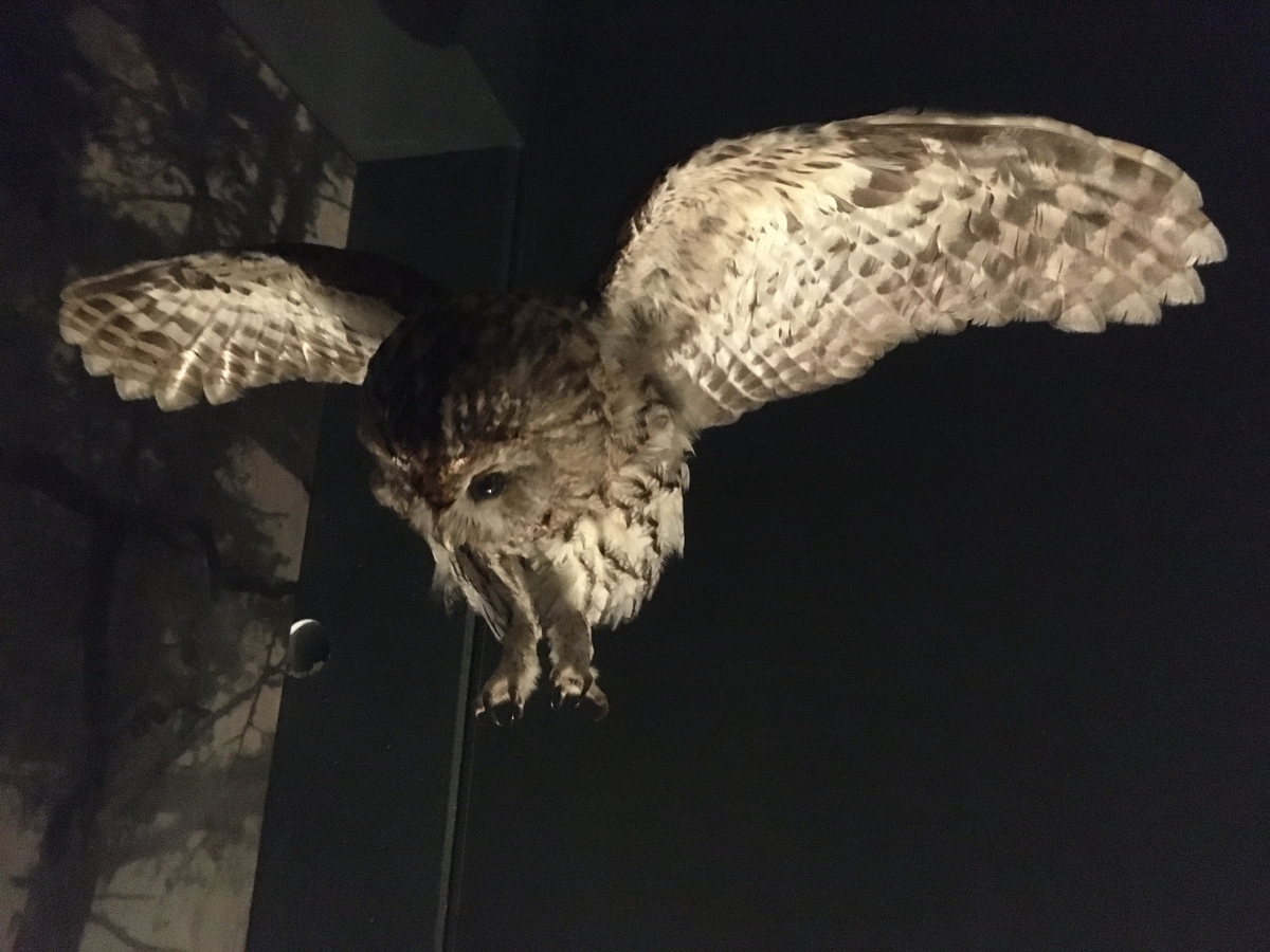 Kattugle montert i flukt/jakt over byttet (mus). Heng i taket. Mus montert på kunstig underlag.