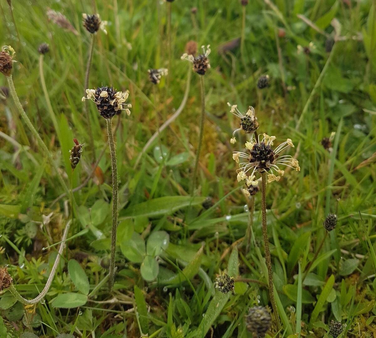 Fagerperikum - Lyngheisenteret