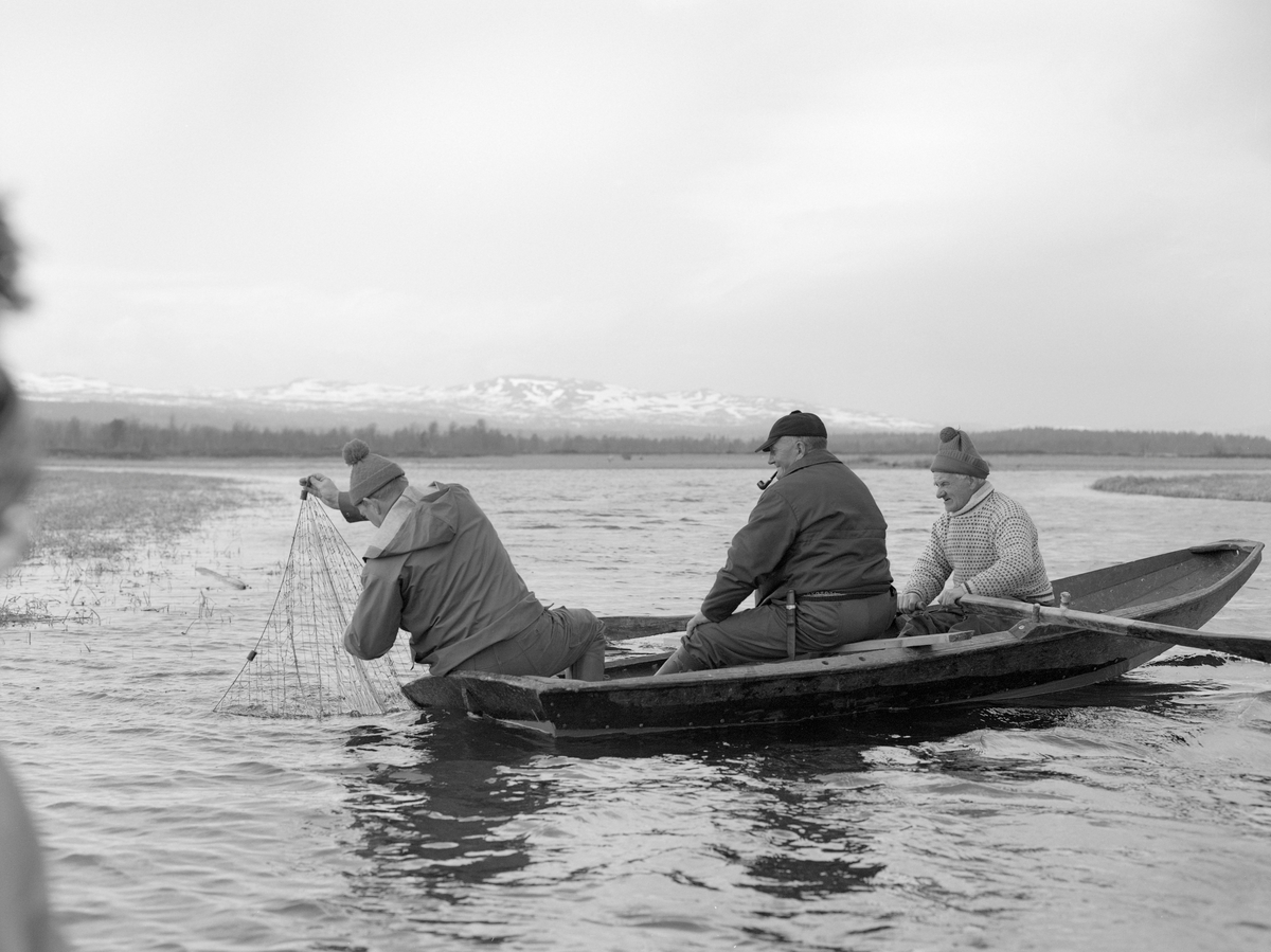 Tre gjeddefiskere, fotografert mens de var i ferd med å trekke et garn i Tjønnan, deltaområdet der elva Tufsinga renner ut i innsjøen Femund. Denne lokaliteten ligger i Tufsingdalen i Os kommune i Nord-Østerdalen, bortimot 700 meter over havet. Her gikk gjedda inn mot de sivbevokste strendene for å gyte om våren, like etter at isen på vassdragene hadde smeltet. I den ukelange perioden dette foregikk gikk det an å fange store mengder fisk ved å sette garn skrått ut fra strendene. Det ble brukt 35 meter lange garn som var bare om lag 1 meter brede. Maskevidden var 50-60 millimeter, for her var det forholdsvis stor fisk som skulle fanges. De fleste gjeddene som gikk i garna veide mellom 2 og 5 kilo. Gjeddefiskeren Joseph Bakken (1898-1989) fortalte at han brukte å fange fra 100 til 300 kilo gjedde hver sesong. På dette fotografiet sitter Joseph ved årene i båten. Bak ham satt det to andre karer, som vi foreløpig ikke har navnene på. Den bakerste av dem trakk et garn på et sted der det var grunn til å regne med at det kunne være gytende gjedde. I bakgrunnen ser vi fjellrygger der det fortsatt lå snø.